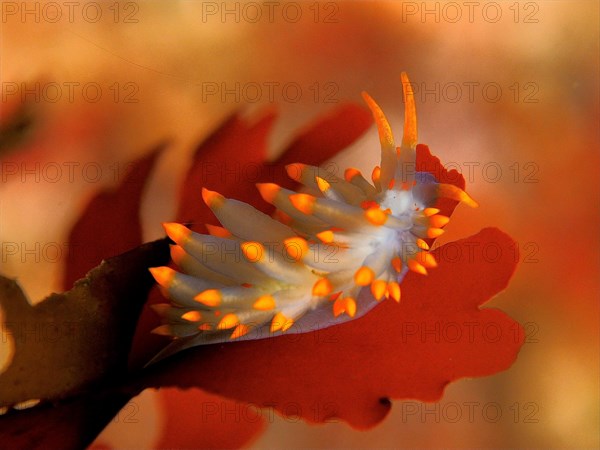 Orange-spotted balloon thread snail