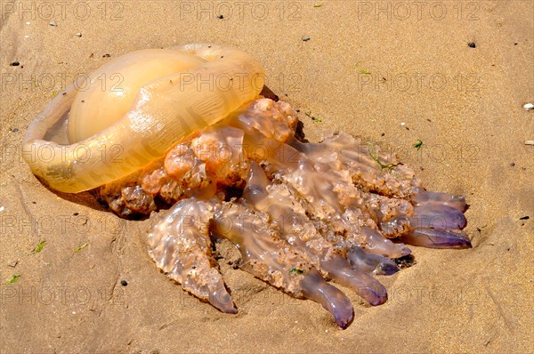 Stranded barrel jellyfish