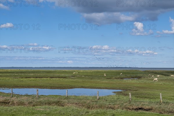 Salt marshes