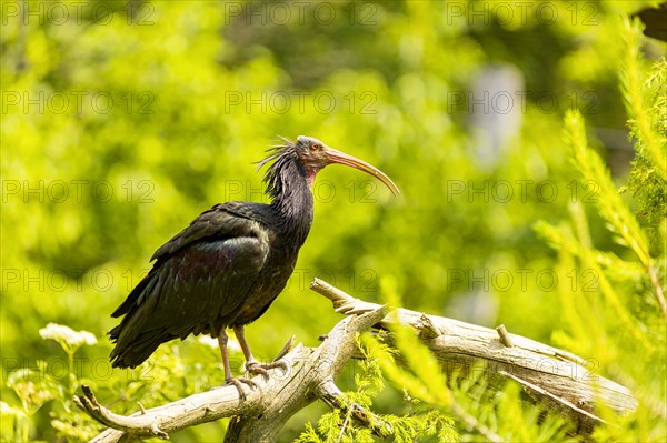 Northern bald ibis