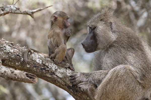 Olive baboon