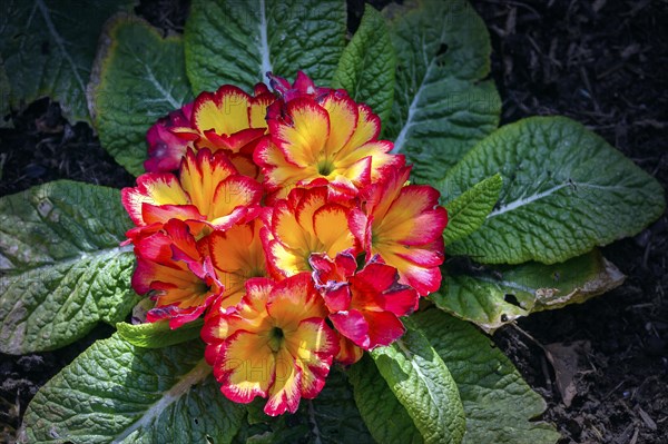 Wilted primroses