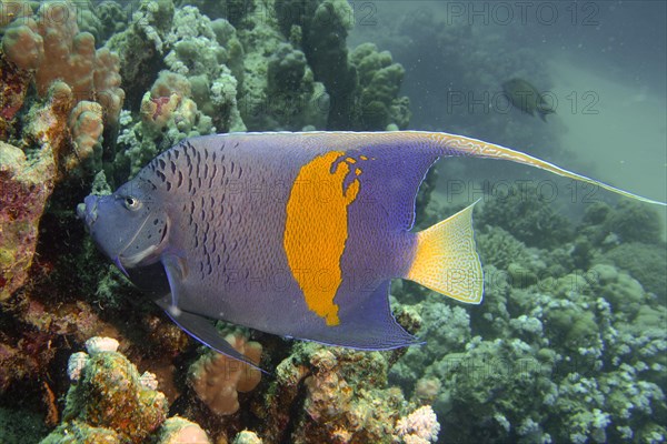 Halfmoon angelfish