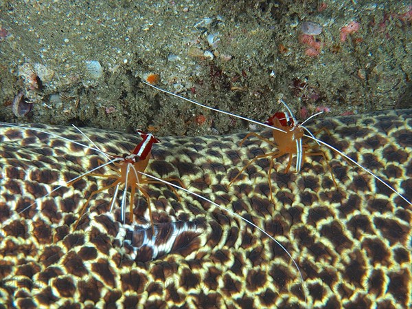 Two specimens of pacific cleaner shrimp