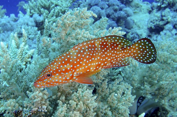 Jewel grouper