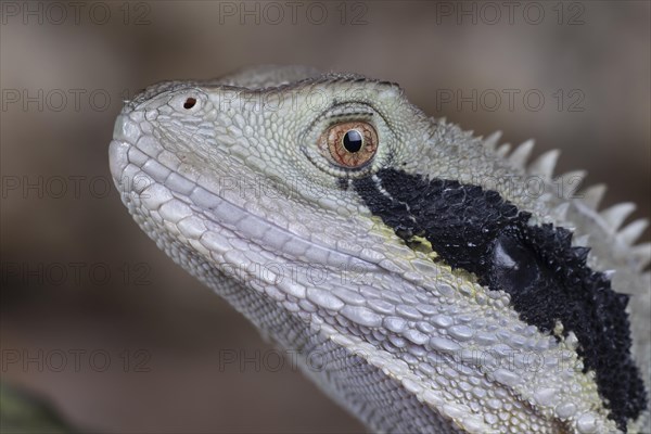 Bearded Dragon