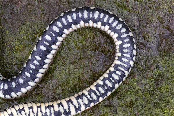 Grass snake