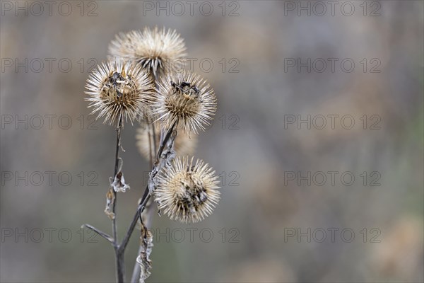 Burdocks