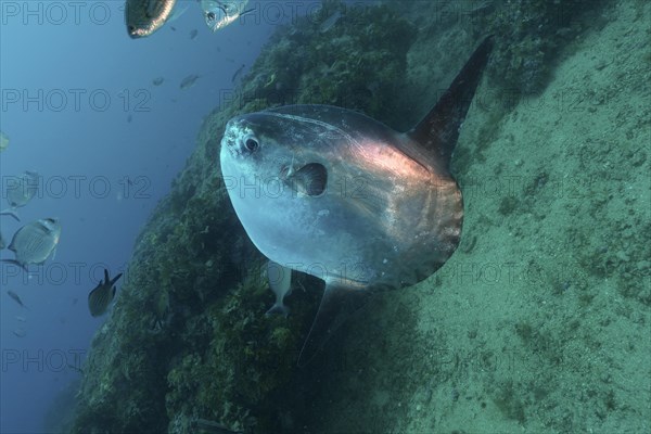 Ocean sunfish