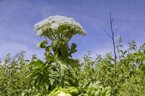 Giant hogweed