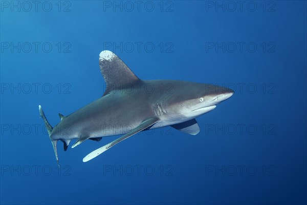 Oceanic whitetip shark