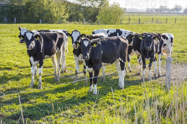 Cows on the pasture in Dithmarschen