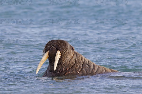 Walrus