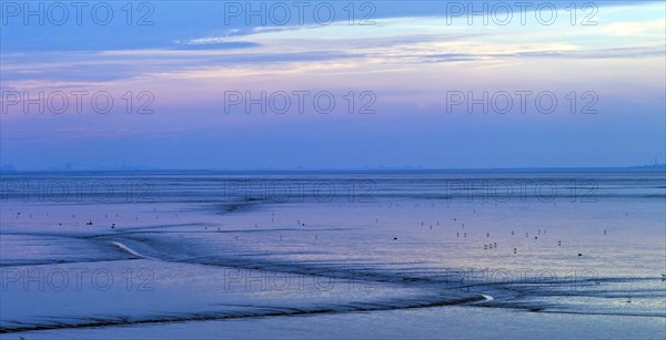 Evening light in the mudflats on the Dollart