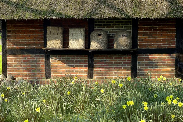 Daffodils Beehives Half-timbered House