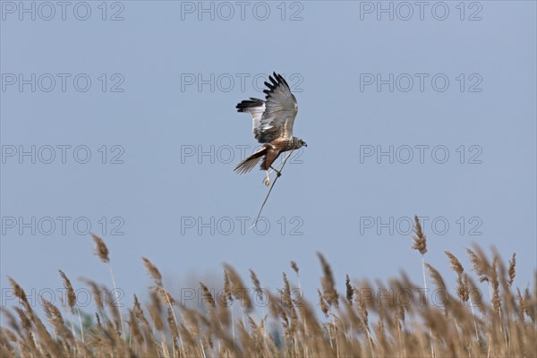 Marsh harrier