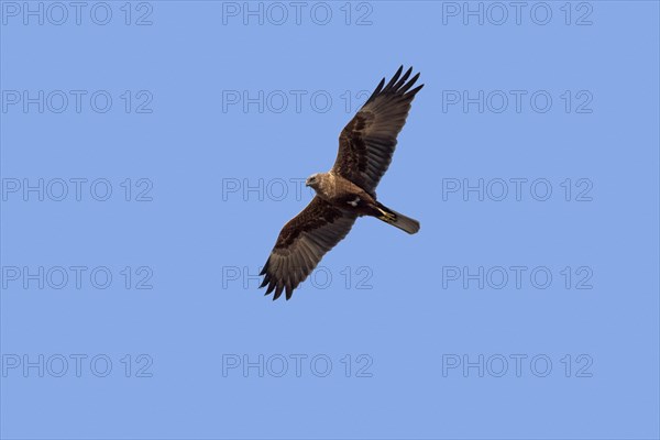 Western marsh harrier