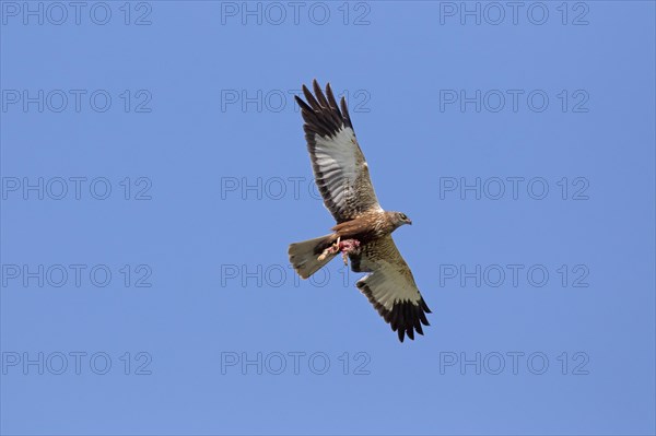 Western marsh harrier