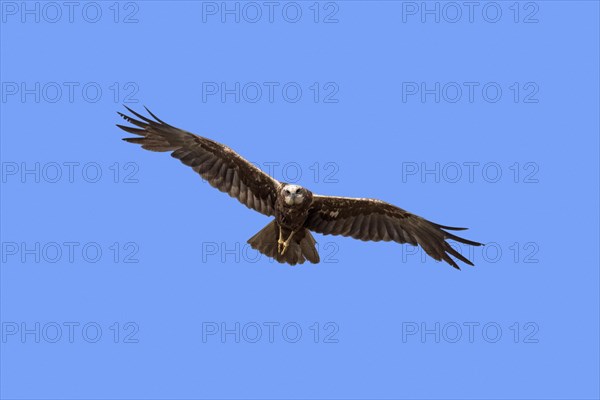 Western marsh harrier