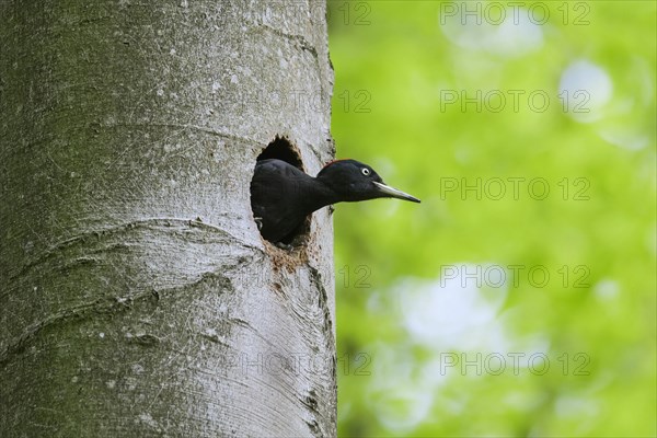 Black woodpecker