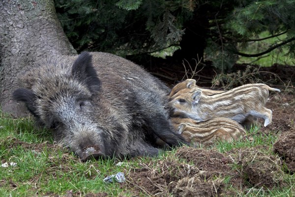 Wild boar