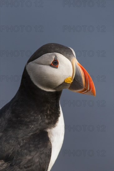 Atlantic puffin