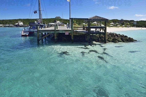 Nurse sharks wait for fish scraps off Highbourne Cay