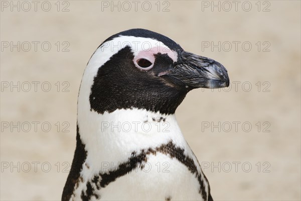 African penguin