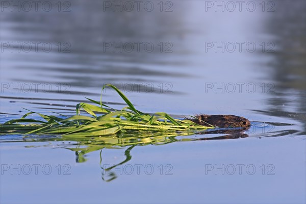 Close up of Eurasian beaver