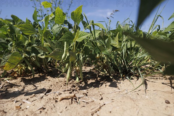 Beans on a dry field