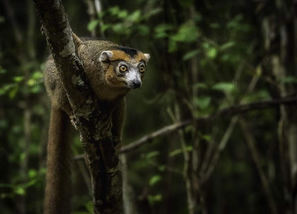 A male crowned lemur