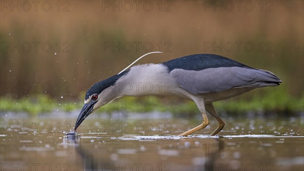 Black crowned night heron