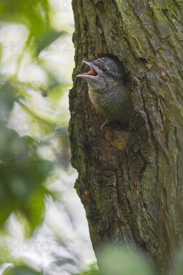 Eurasian wryneck