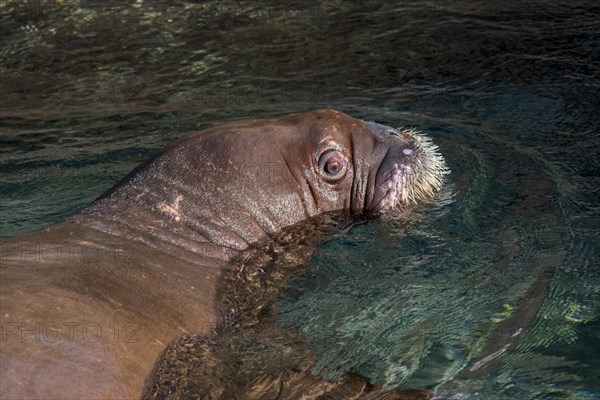 Walrus