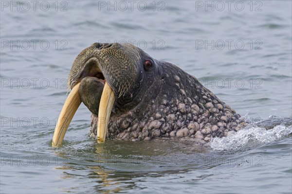 Walrus