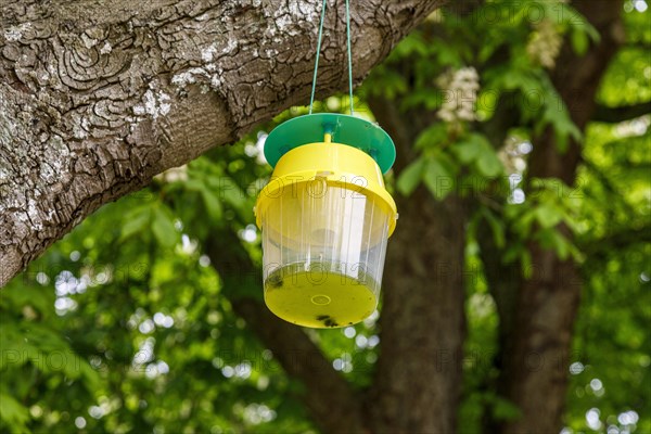 Attractant funnel trap or also pheromone trap in chestnut trees