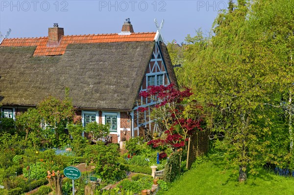 Old country farmhouse in Luehe Gruenendeich