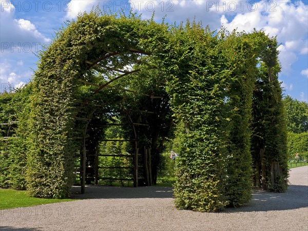 European hornbeams