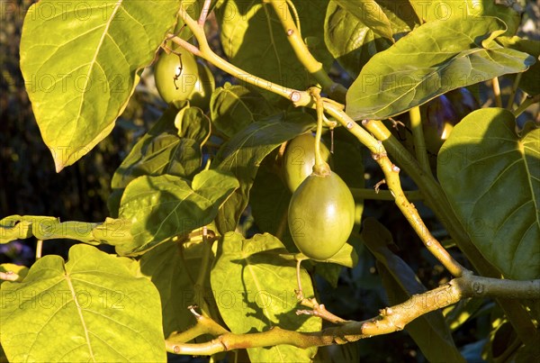 Tree tomatoes