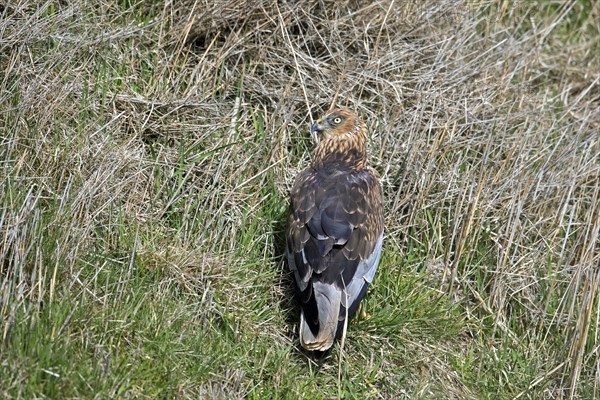 Eurasian marsh harrier