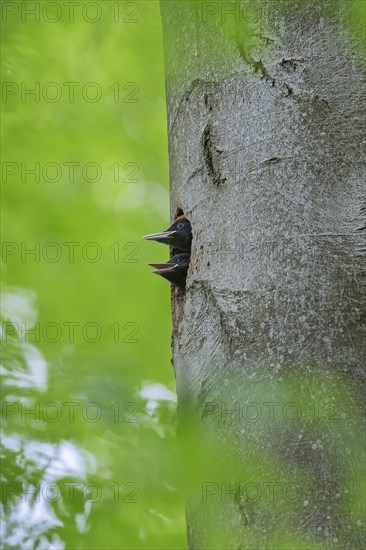 Black woodpecker