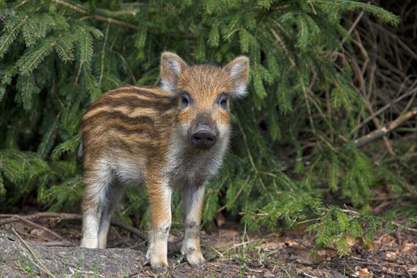 Wild boar