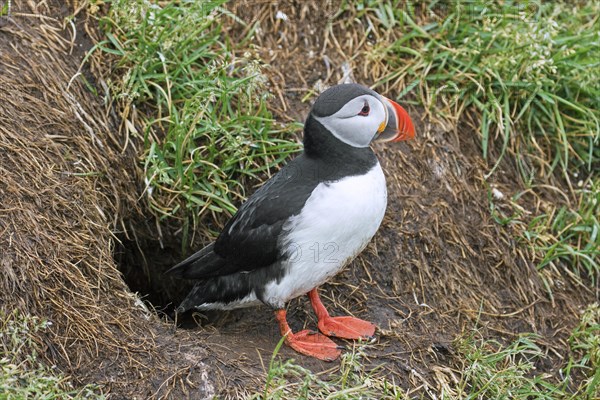 Atlantic puffin