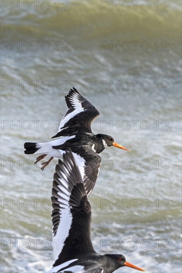Two common pied oystercatchers