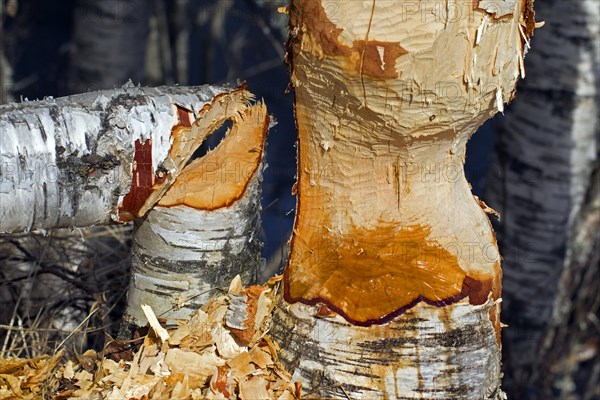 Wood chips around birch tree showing damage from gnawing by Eurasian beaver