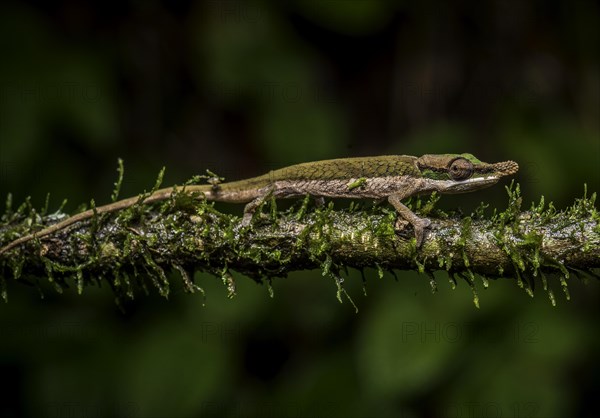 A male chameleon