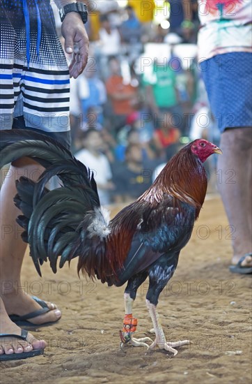 Fighting cock