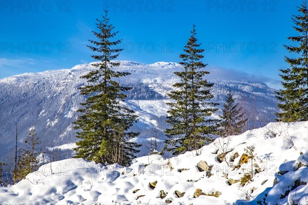 Snowy landscape with fir trees in front of Mt. McKenzie