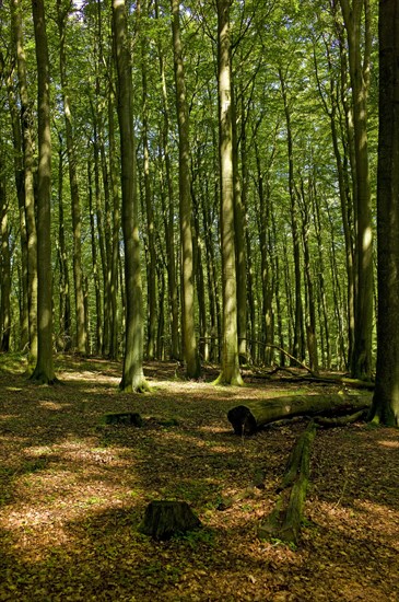 Forest near the Koenigsstuhl