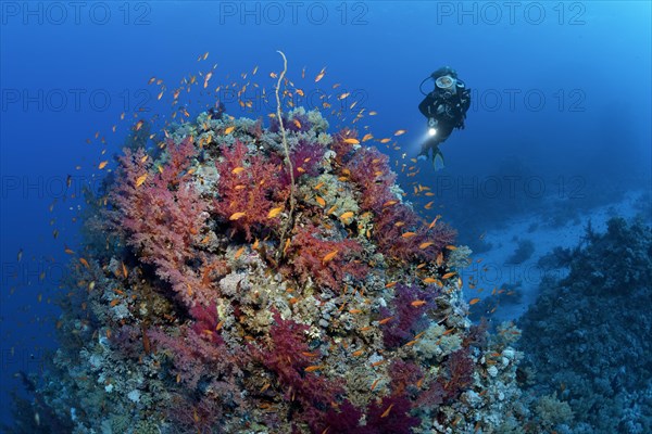 Diver looking at coral block on coral reef